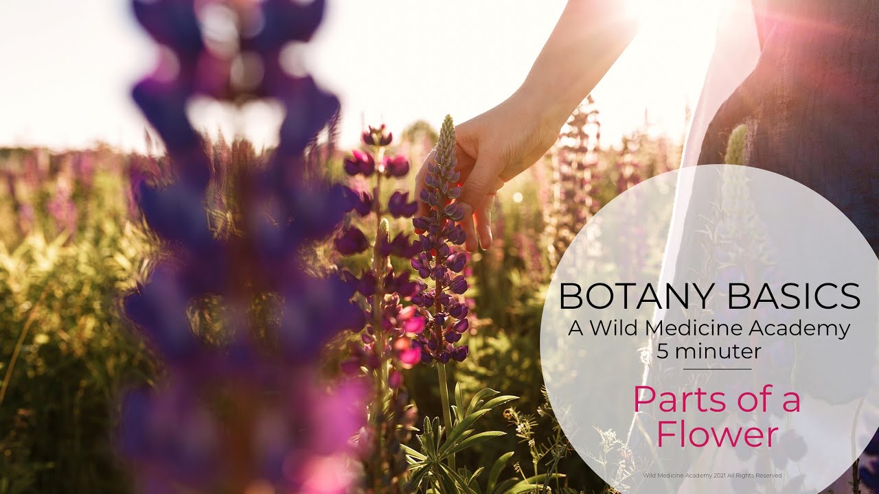 Parts of a Flower - 5 minuter by Wild Medicine Academy
