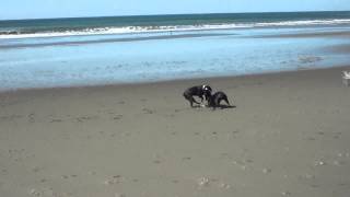 Morro Bay dog beach 2