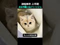 2026年 上半期美貌1位の猫がヤバすぎる