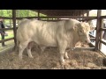 Charolais, az ideális húsmarha