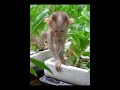 So Lovely Monkey Baby in Garden 🌸🐒