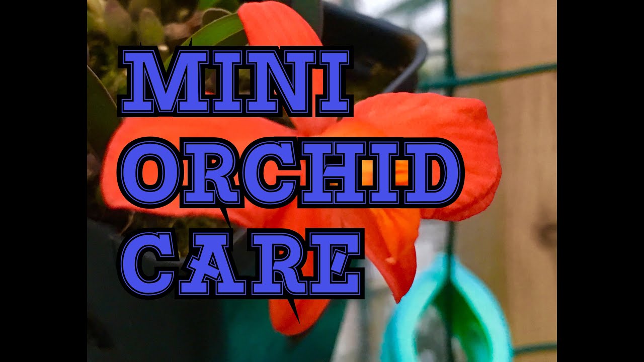 SOPHRONITIS COCCINEA ORCHID A MUST HAVE MINIATURE ORCHID/ GROWING SOPHRONITIS COCCINEA CARE