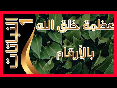 عجائب خلق الله بالارقام النباتات