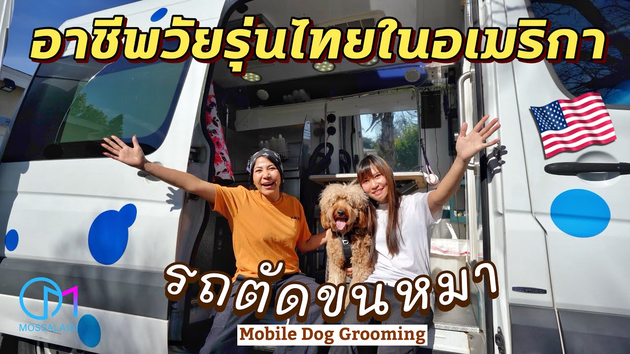 ชีวิตไทยในเมกา | ทำธุรกิจรถตัดขนหมาในอเมริกา 12 วันได้เงินเท่าไหร่? #มอสลา |Mobile  Dog Grooming