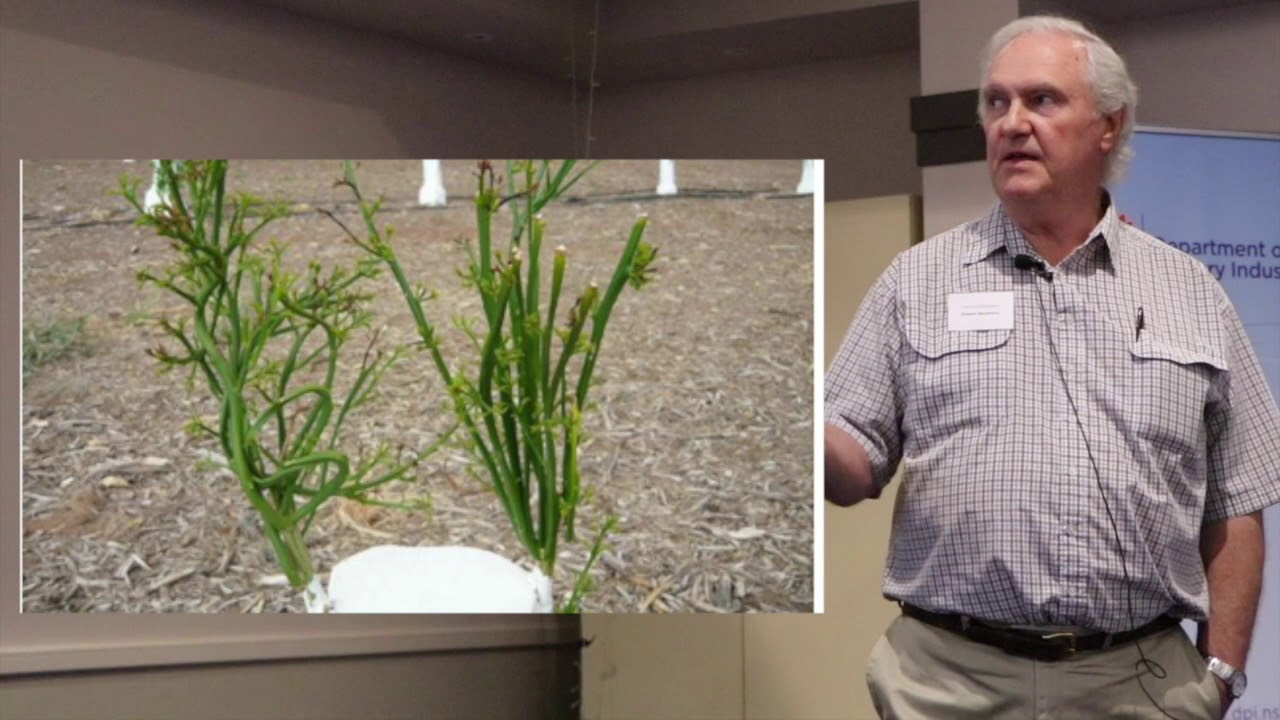 What we need to know about citrus rootstocks