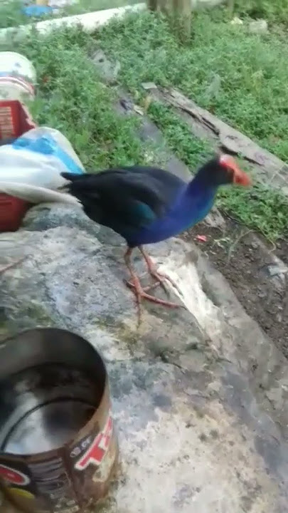 #shots Burung mandar biru jinak