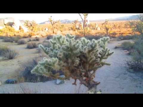 Silver Cholla Cactus At Joshua Tree