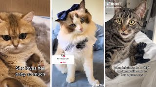 Best of Cat Videos You Need to Watch ~ A Viral Compilation❤