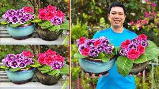 Plantando flores VALENTINE'S no terraço, plantei 3 mas sobraram 2, Resultados Lindíssimos