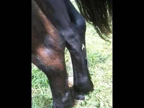 Video: Zirgkastaņas problēmas: kas vainas manam zirgkastaņam