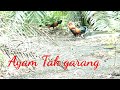 Blom ada rezeki,ayam hutan tak nak berlaga