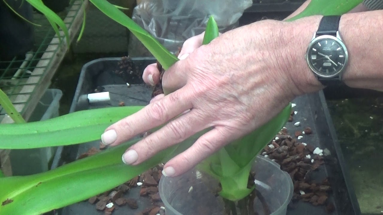 Tidy up those orchids