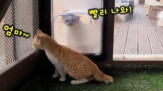 'I'm sick because I'm a cat butler'. I'm waiting for a little hope in the midst of a hard time by 매탈남 84,652 views 2 months ago 20 minutes