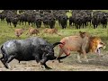 Angry Buffalo Herd Kill Lion Cubs in Front of The Mother Lioness | Buffalo Take Down Lion With Horns