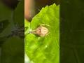Yet another handsome Spider 🕷️💕 #shortsfeed #spider