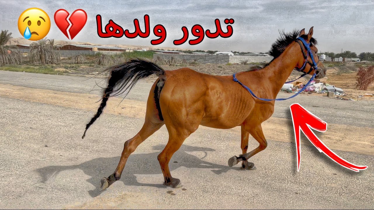 البحث عن الفرس بالاماكن المهجوره بعد ما هاجموها الكلاب 💔