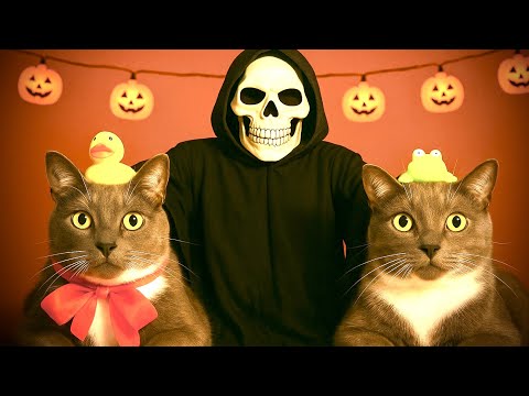 ЕСЛИ БЫ КОТИКИ ХОДИЛИ В ШКОЛУ - ПРАНКИ НАД УЧЕНИКАМИ НА ХЭЛЛОУИН