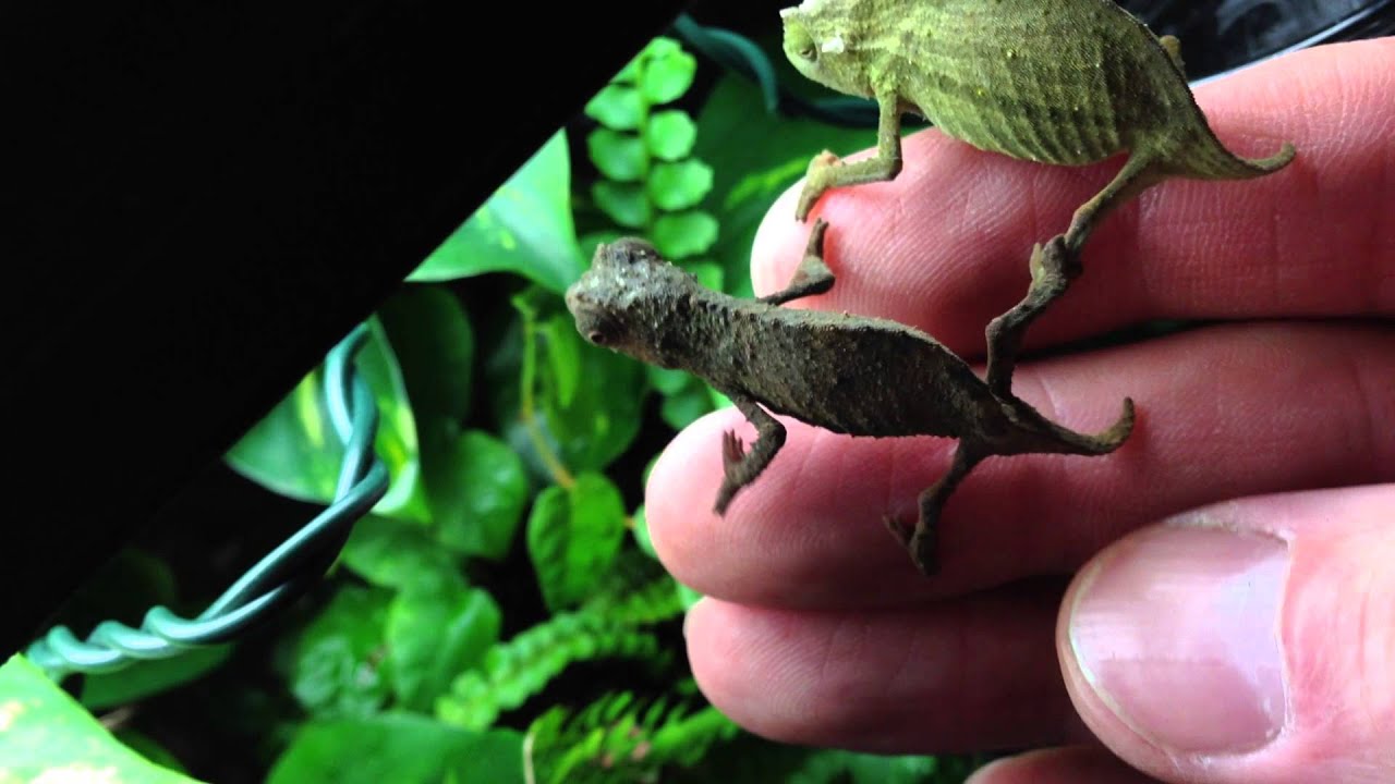 Pygmy leaf chameleon ( Brevicaudatus ) - YouTube