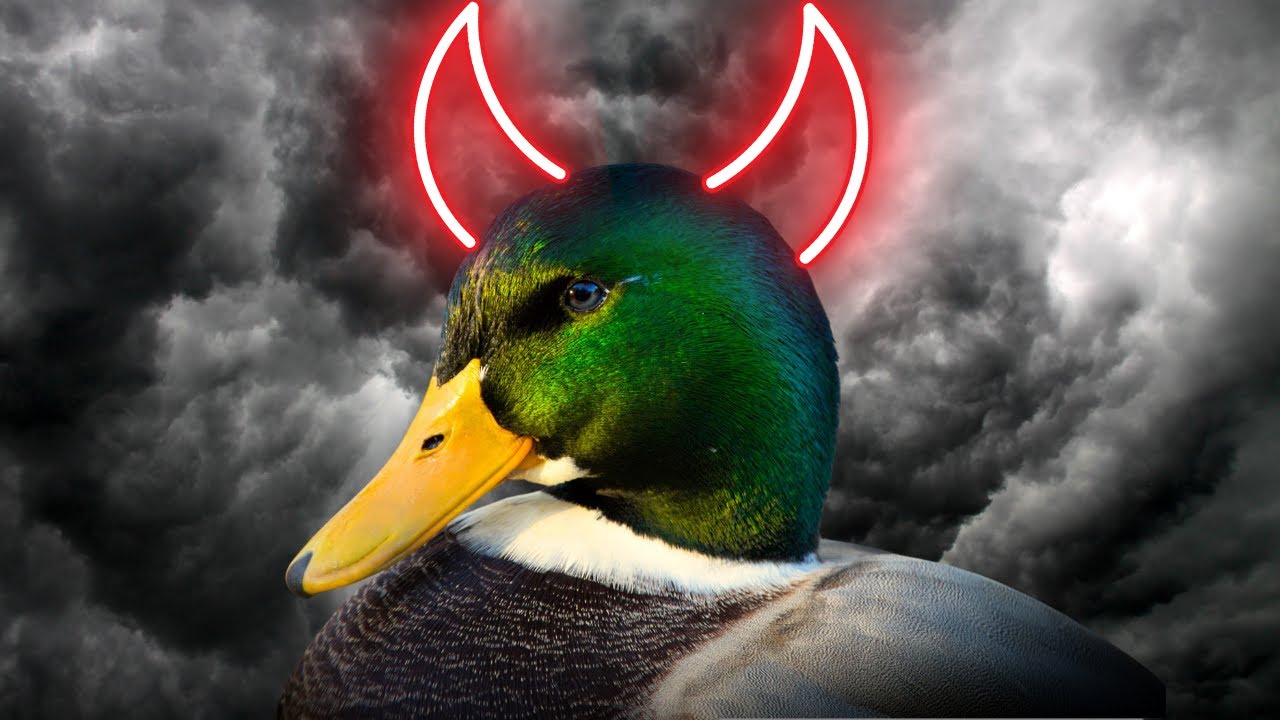 how-do-ducks-reproduce-it-s-darker-than-you-d-think-youtube