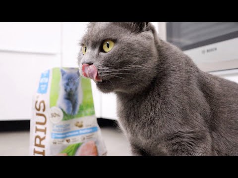 Что едят мои кошки? Пробую кошачью еду!