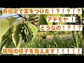 【アテモヤ栽培1】春剪定で結果したアテモヤについての紹介！