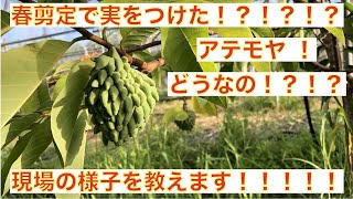 【アテモヤ栽培1】春剪定で結果したアテモヤについての紹介！