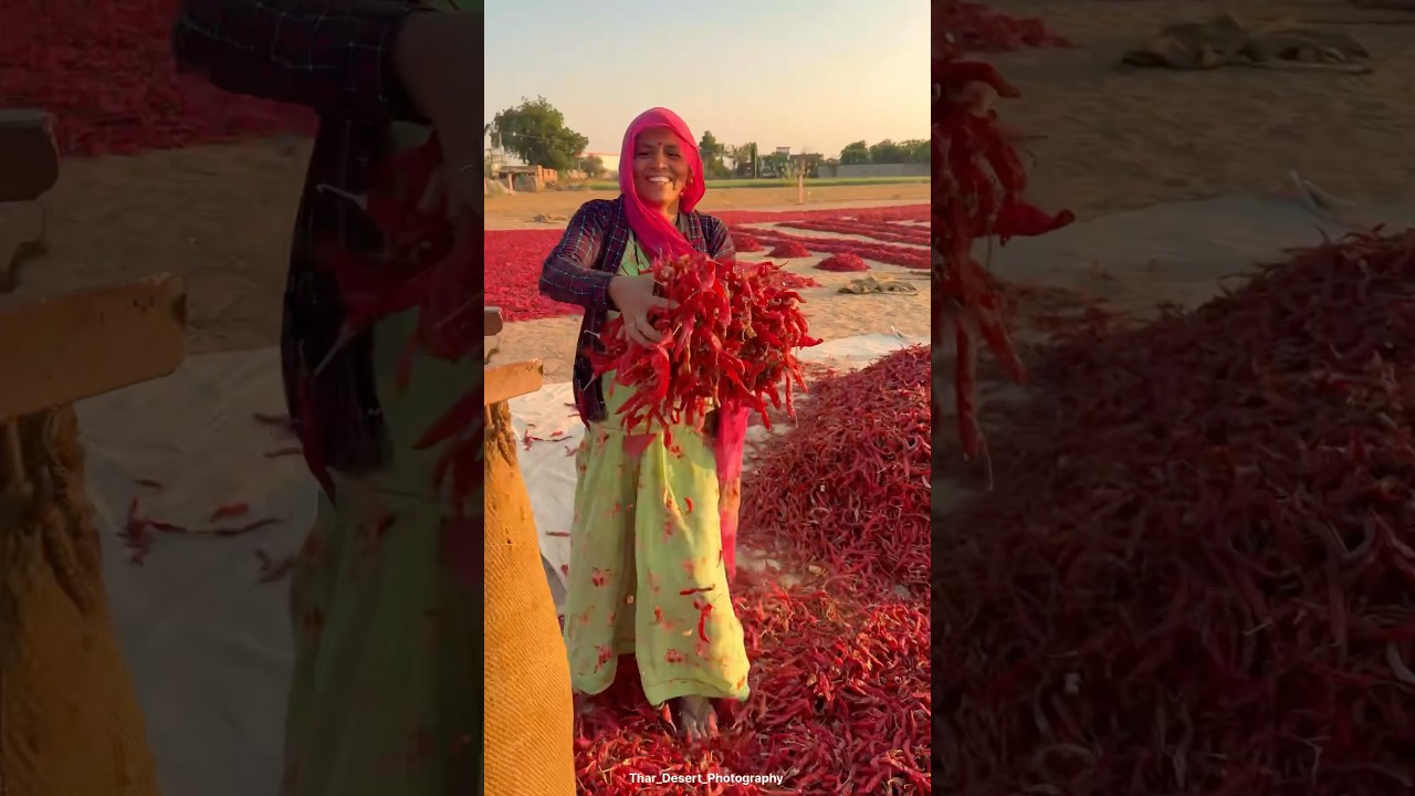 मथानियाँ की मिर्ची 🌶️