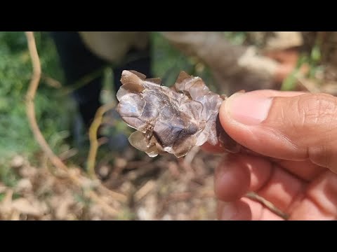 Video Tập 273 : Cuộc Truy Tìm 2 Con Rắn Đại Cụ Để Lại 2 Lớp... - youtube