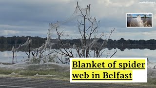 Blanket of spider web in Belfast