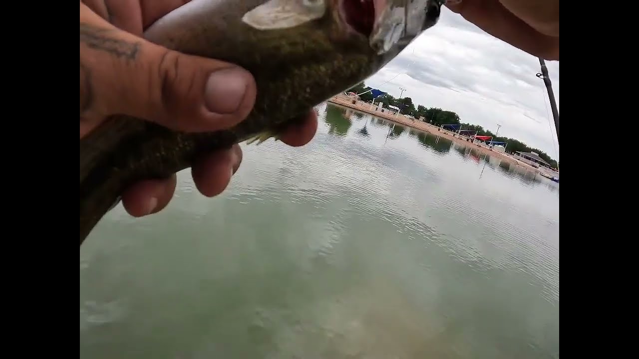 Nice catch on Lunkerhunt Swim Bento