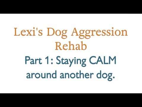 Lexi's Dog Aggression Rehab: Part 1