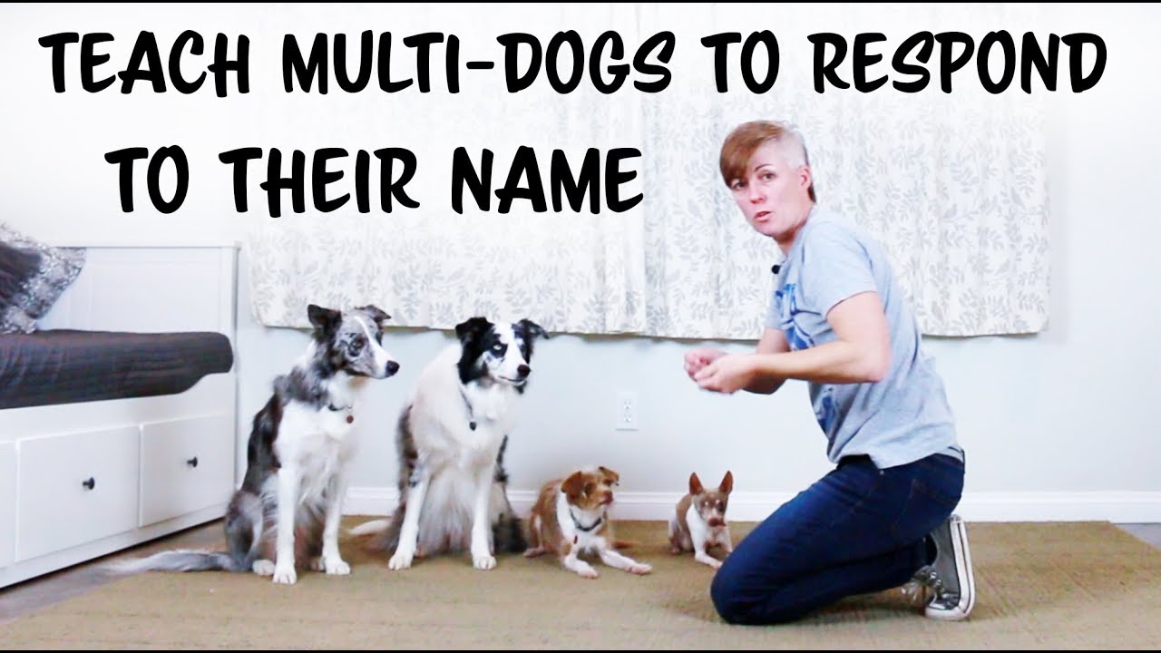 Teach your dog to respond to his name MultiDog Dog Training YouTube