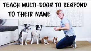 Teach your dog to respond to his name - Multi-Dog Dog Training