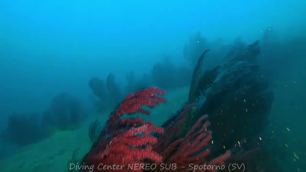 Spotorno e dintorni: I MALEDETTI