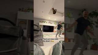 Super Fast Cat Gets Too Excited And Runs Into The Door 🤣