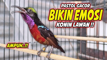 KOLIBRI NINJA GACOR FULL BONGKAR ISIAN ROLL TEMBAK INI COCOK UNTUK PANCINGAN KONIN AGAR CEPAT EMOSI