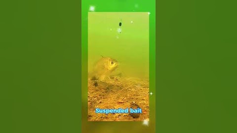 Mồi câu rất nhạy.#fishing #viral #trending #fish  #carpfishing  #carp