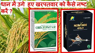 How to Control Weeds in Paddy Crop || धान में उगे  हुए खरपतवार को कैसे नष्ट करें ? #Farming