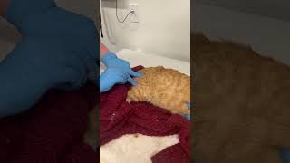 Penn Foster Skill Group 12: Feline IM Injection