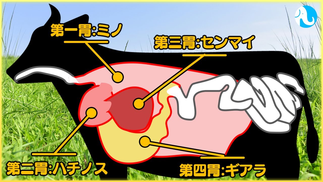 牛は反芻しなければならないような消化器官のつくりをしているのか?【ゆっくり解説】 - YouTube