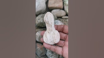 CORAL FOSSIL #shortvideo #kindofcoral #fossils #coral