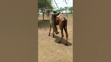 منظر مسل لراع يتدل ى فوق الجمل وسط الطبيعة الصحراوية 