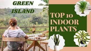 Top 10 Indoor Plants Low Maintenance Required Plantsgreen Island