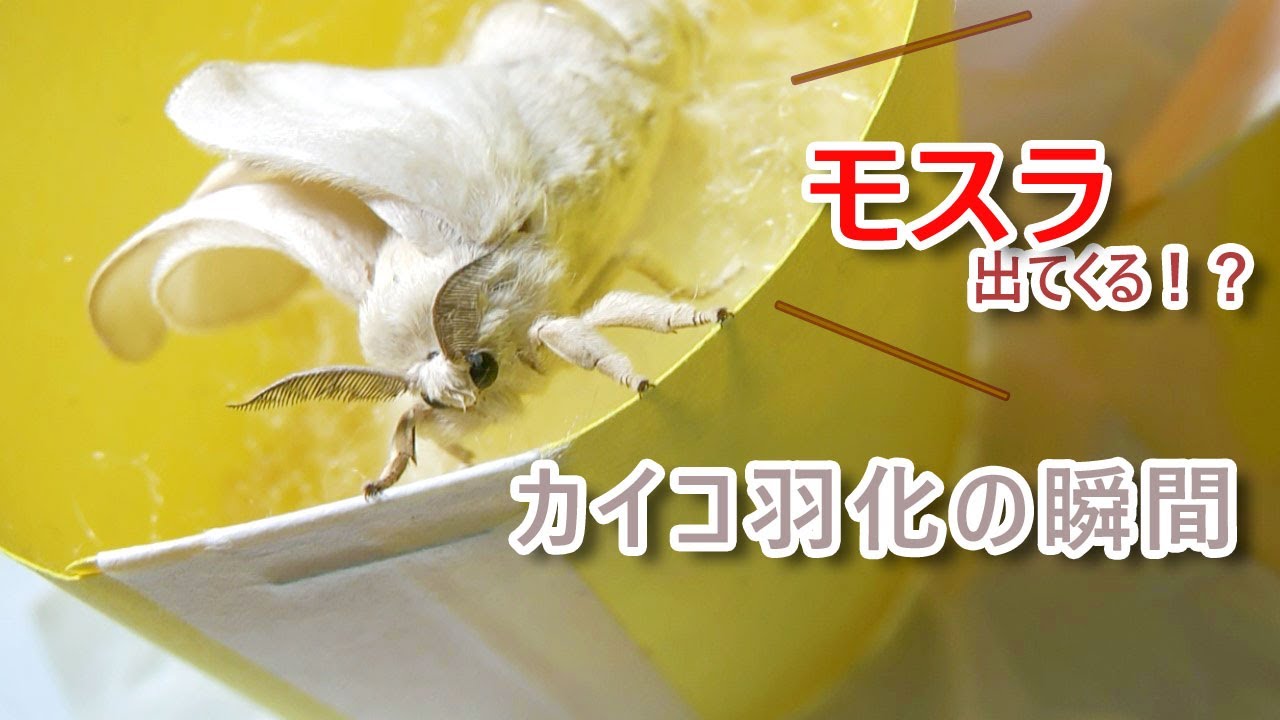 カイコガの婚礼ダンスに衝撃 蚕の飼育講座inぐんま昆虫の森 成虫までを観察 むしらぶろぐ
