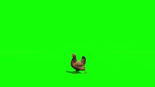 Hen Green Screen Videos
