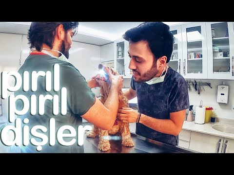 Video: Dişler Uçtuğunda Kim öder? Veterinerin Bakış Açısıyla Evcil Hayvan ısırması Görgü Kuralları Için Beş Kural