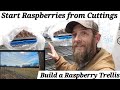 How to start raspberries from cuttings and build a raspberry trellis