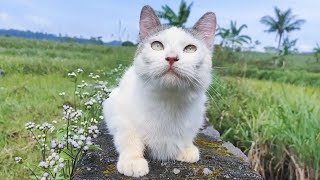 CAT CUTE - PLAY WITH CAT MEOW - BILLI KARTI MEOW MEOW -Animal Funny - VS 24 by ANIMALS 22 431 views 3 weeks ago 4 minutes, 19 seconds