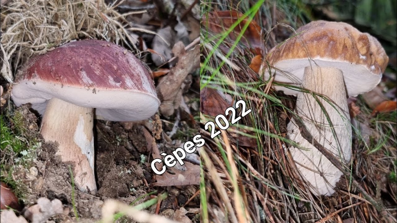 Cepes Ariege 2022