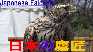 鷹匠が放鷹術説明。オオタカ、ハリスホーク。Japanese Falconer.الباز طائر 鷹匠が放鷹術説明。オオタカ、ハリスホーク。Japanese Falconer.الباز طائر